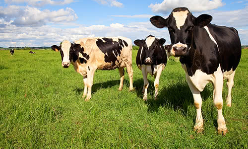 Dairy Cattle